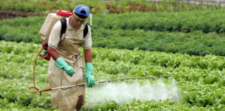 Presidencia y Conahcyt difieren en pausa a la prohibición del glifosato