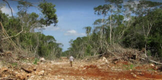 Relatores de la ONU cuestionan a gobierno por Tren Maya