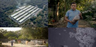 Una Laguna Negra, documental de los impactos de la granja de cerdos en Yucatán