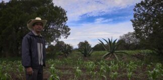 Decreto contra glifosato, oportunidad para alimentación sostenible: Grupo Vicente Guerrero