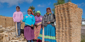 Reducción del 40% al presupuesto forestal de 2018 a 2020, señala Consejo para la Silvicultura