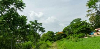 Auditoría encuentra que Tren Maya no tiene rentabilidad razonable