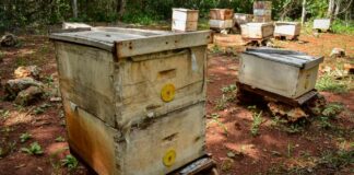 Congreso de Sinaloa aprueba Ley Apícola que prohíbe uso de plaguicidas en dos años