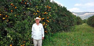 Producen en Veracruz 163% más naranja que la media regional por manejo agroecológico