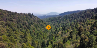 Ecocidio en Bosque de Jilotzingo