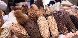 Juez otorga amparo a Bayer Monsanto contra decreto que prohíbe el glifosato