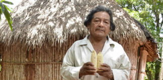 Organizaciones piden a juez rectificar fallo en favor de Bayer-Monsanto