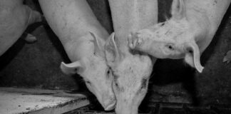 Clausuran 4 granjas porcícolas en Yucatán