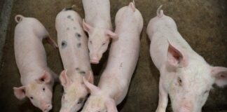 Corte confirma suspensión definitiva de granja porcina en Yucatán