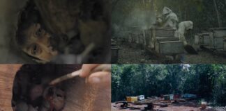 ¿Qué les pasó a las abejas? expone afectaciones del modelo de desarrollo agroindustrial