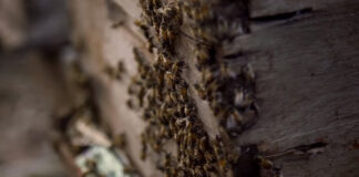 En el Día Mundial de las Abejas, aprendamos de su trabajo para el bien colectivo: comunidades mayas