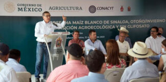Presentan cosecha de maíz blanco comercial sin glifosato