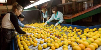 La formación de cooperativas en la Comunidad Valenciana aumentó 46.7% en 2021