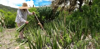 Cooperativa otomí genera empleos y da mejor pago a productores locales