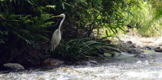 Movimientos sociales de Latinoamérica cuestionan sustentabilidad de hidroeléctricas