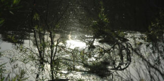 Tribunal dictamina inconstitucional el Decreto que suspende vedas en ríos de Veracruz