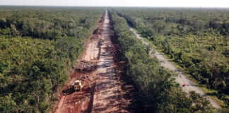 Por Tren Maya, Fonatur ha deforestado más de 144 hectáreas sin autorización