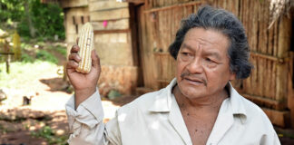 Ambientalistas denuncian posible siembra de transgénicos en Campeche