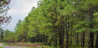 La política forestal debe reconocer que el enfoque extractivista no es el único: Francisco Chapela