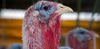 Granja Cocotla, la mamá de los guajolotitos