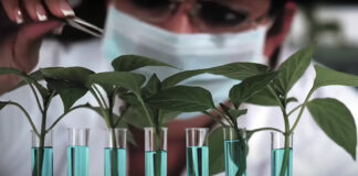 Conacyt recomienda dejar de importar 50% de glifosato