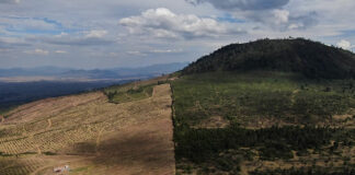 Concejo Mayor de Cherán prohíbe plantaciones de aguacate comercial