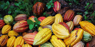 Conversatorio chocolatoso y cooperativo para este viernes