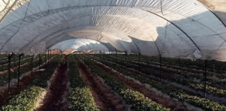 Campo mexicano y cooperativa Pascual, sinergia de ayuda mutua