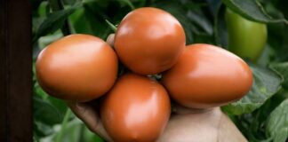 Cooperativa LF del Centro lanza sus Canastas Solidarias