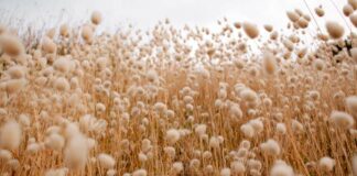 Suprema Corte ratifica prohibición a Monsanto de liberar algodón transgénico