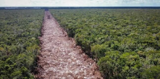 Deforestan selva de Playa del Carmen por Tren Maya