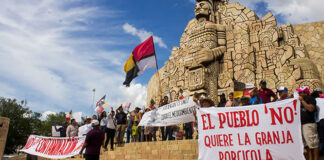 Mega granja porcina en Yucatán seguirá cerrada
