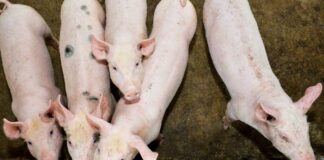 Pueblos mayas piden diálogo a AMLO por daños de mega granjas porcinas