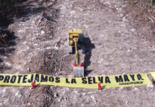 Juez ordena suspensión provisional en tramo 5 del Tren Maya en Yucatán