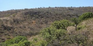 Alertan sobre construcción ilegal de una granja porcícola en Jalisco