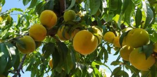 Cooperativa Pascual recibe reconocimiento de Empresa Socialmente Responsable