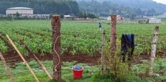 Amparo a Bayer-Monsanto amenaza soberanía alimentaria: Campaña Sin Maíz No Hay País