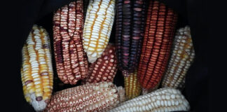 Celebran Día Nacional del Maíz 2022