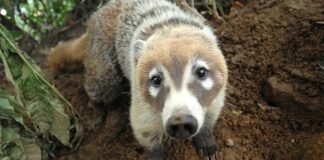 Fauna decrece 69% a nivel mundial: Informe Planeta Vivo