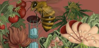 Huerto Roma Verde, 10 años de cultivo comunitario