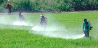 Iniciativa de Morena simula la prohibición del glifosato