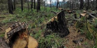 Talamontes armados atacan a brigadistas en Topilejo