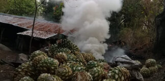 Mezcal sustentable ante la industrialización