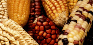 ONG de Canadá pide a Trudeau apoyar prohibición del maíz transgénico en México