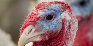 En Granja Cocotla, no todo es pavo