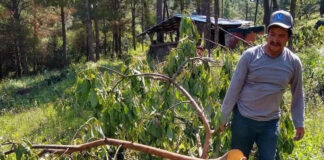 Asesinan Alfredo Cisneros, autoridad comunal en Michoacán