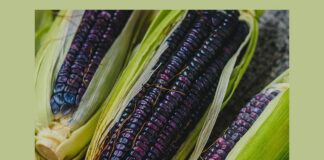 Organizaciones rechazan injerencia de EUA en tema del maíz transgénico y glifosato