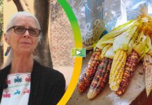 Preservar el maíz nativo es una decisión soberana