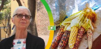 Preservar el maíz nativo es una decisión soberana