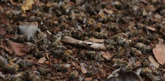 Ocurre muerte masiva de abejas en región maya de Campeche